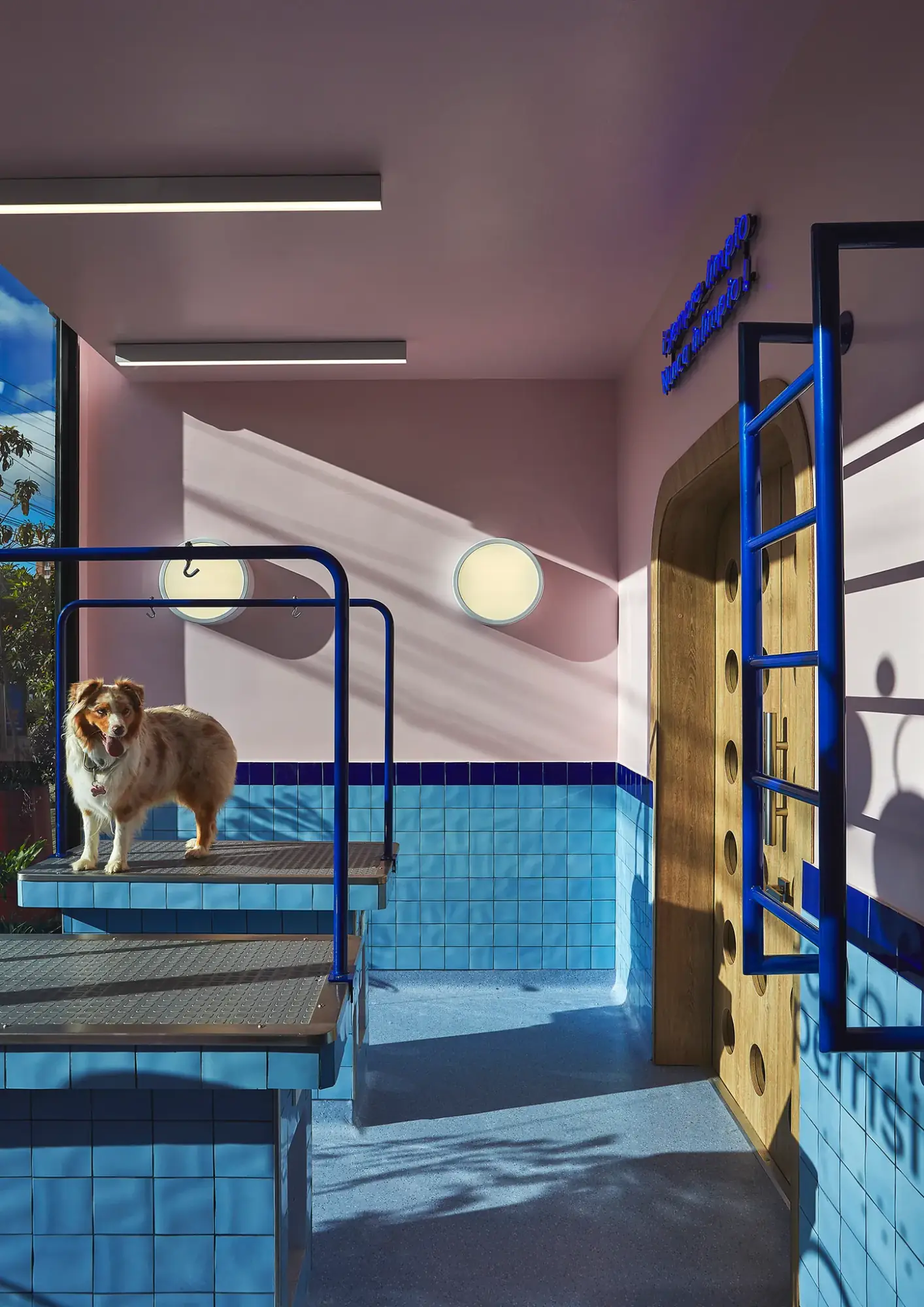 Perro de pie sobre la mesa de baño en azulejo celeste de Movet, junto a una puerta de madera calada en azul